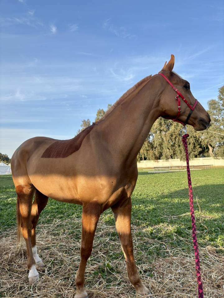 Pur sang arabe &agrave; vendre 