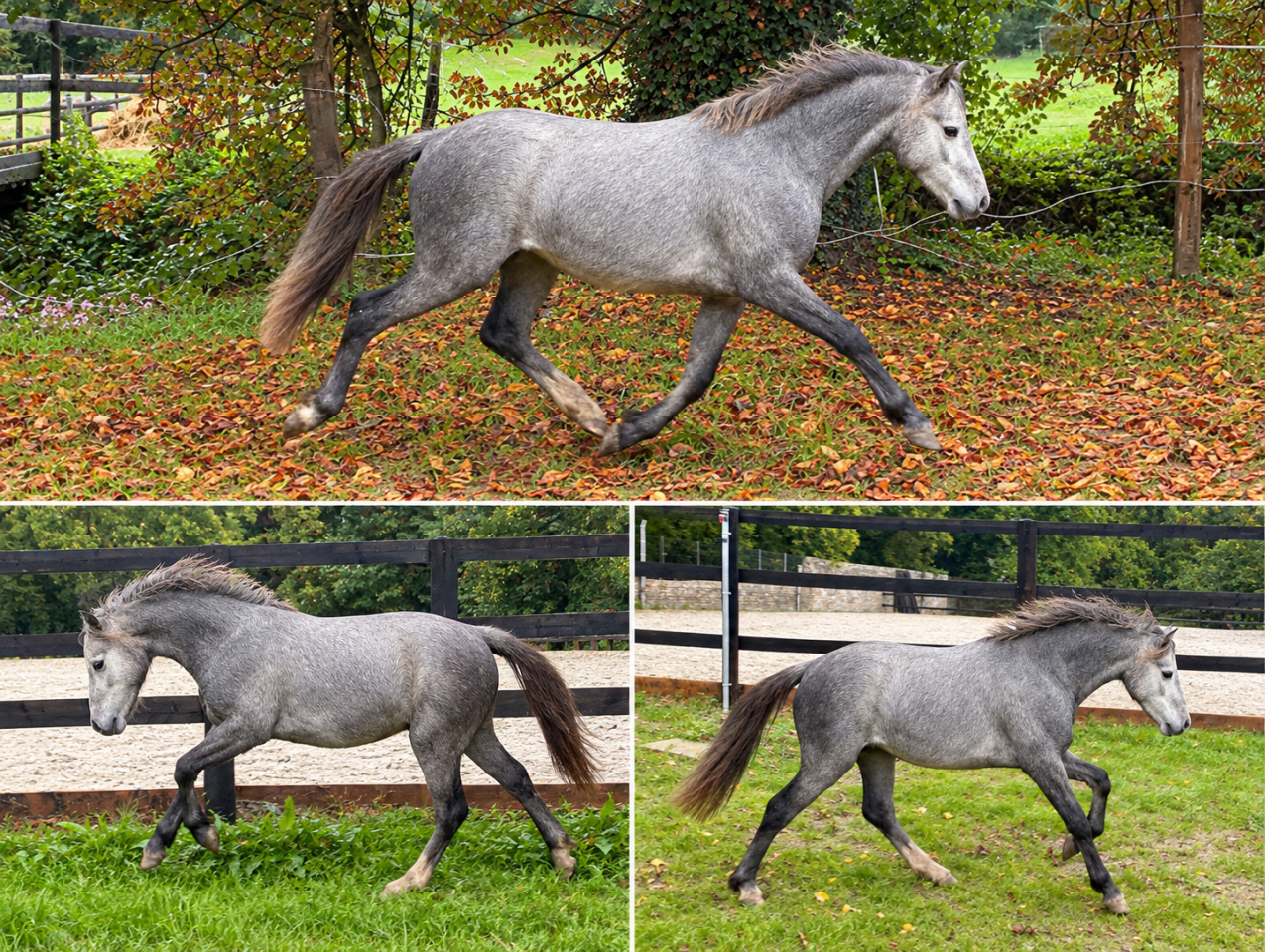 Cheval miniature americain ASPC