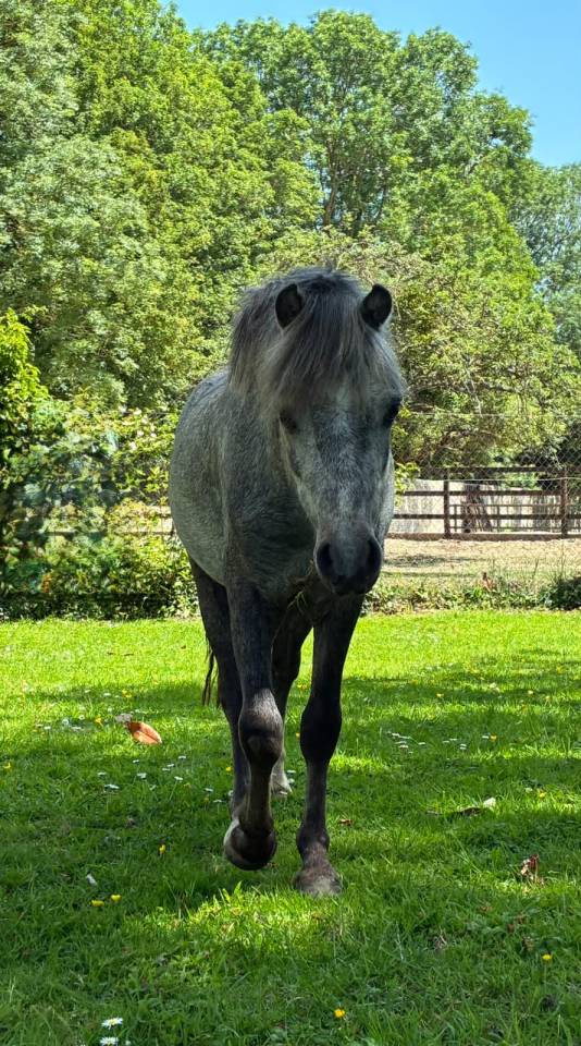 Cheval miniature americain ASPC