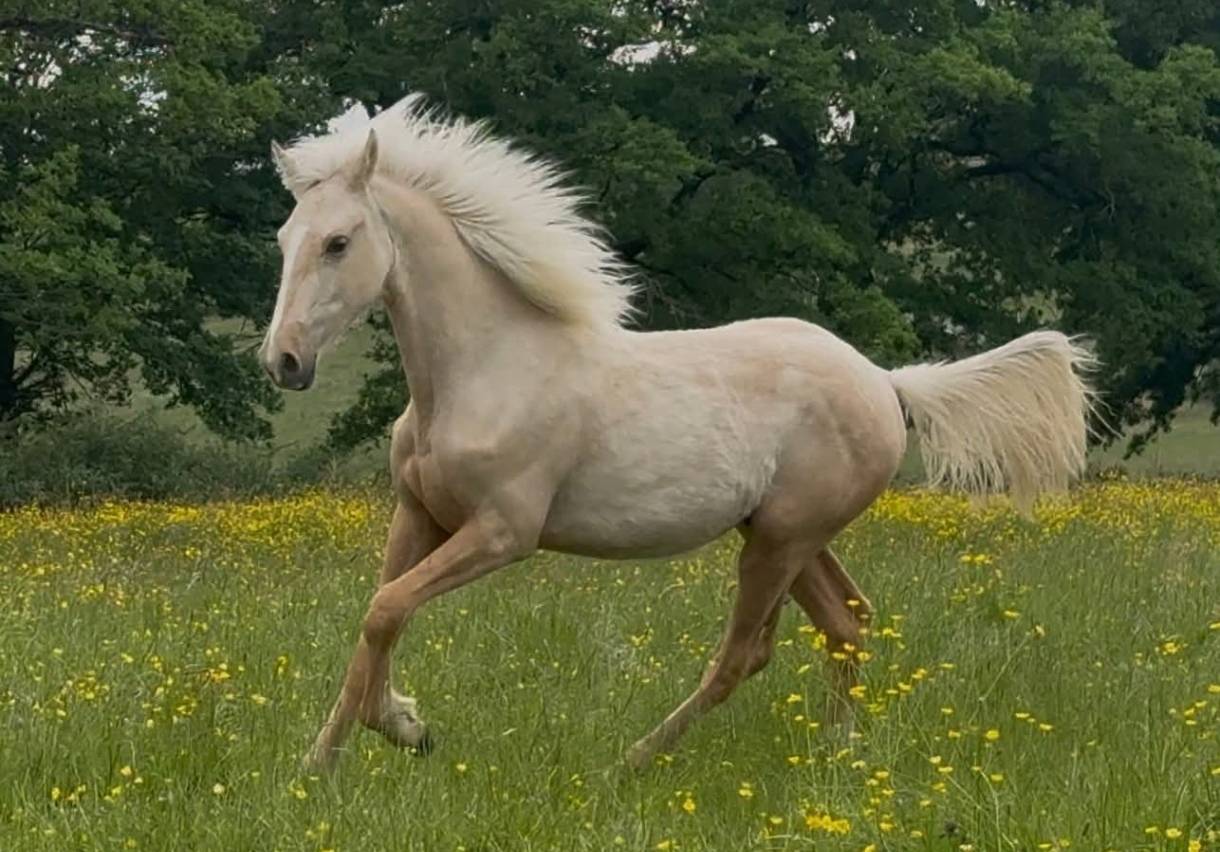 Hongre pfs palomino 