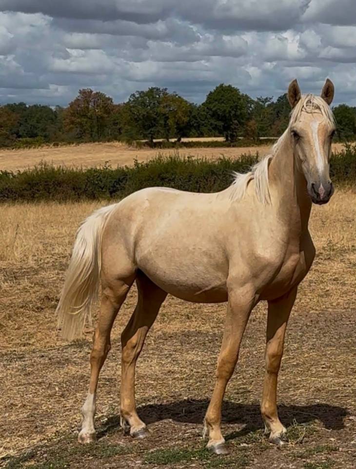 Hongre pfs palomino 