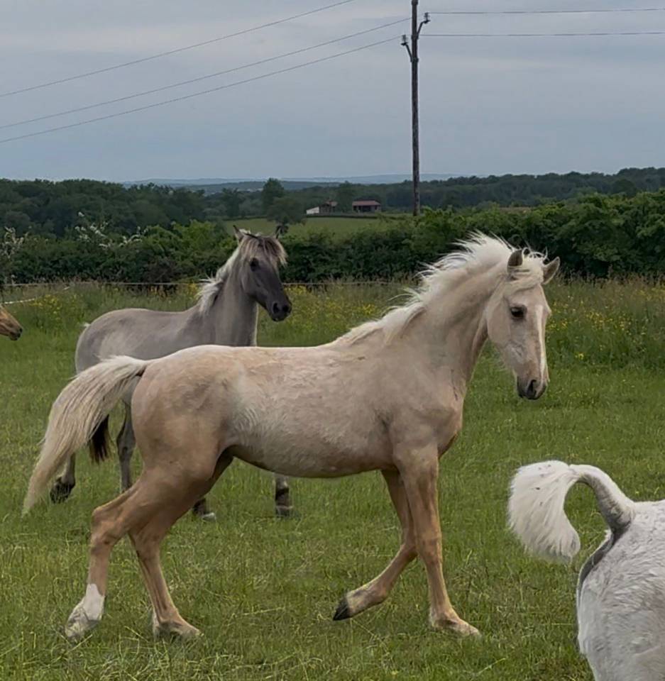 Hongre pfs palomino 