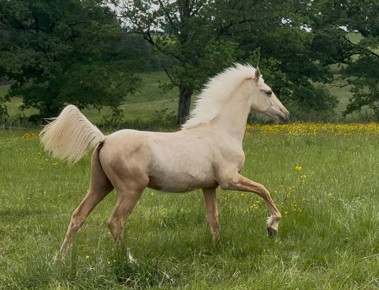 Hongre pfs palomino 