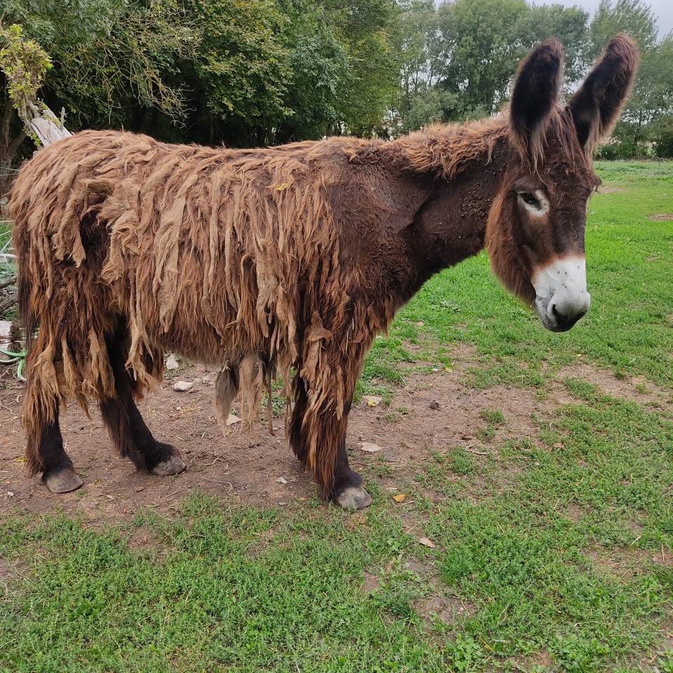 &Acirc;nesse baudet du Poitou livreA