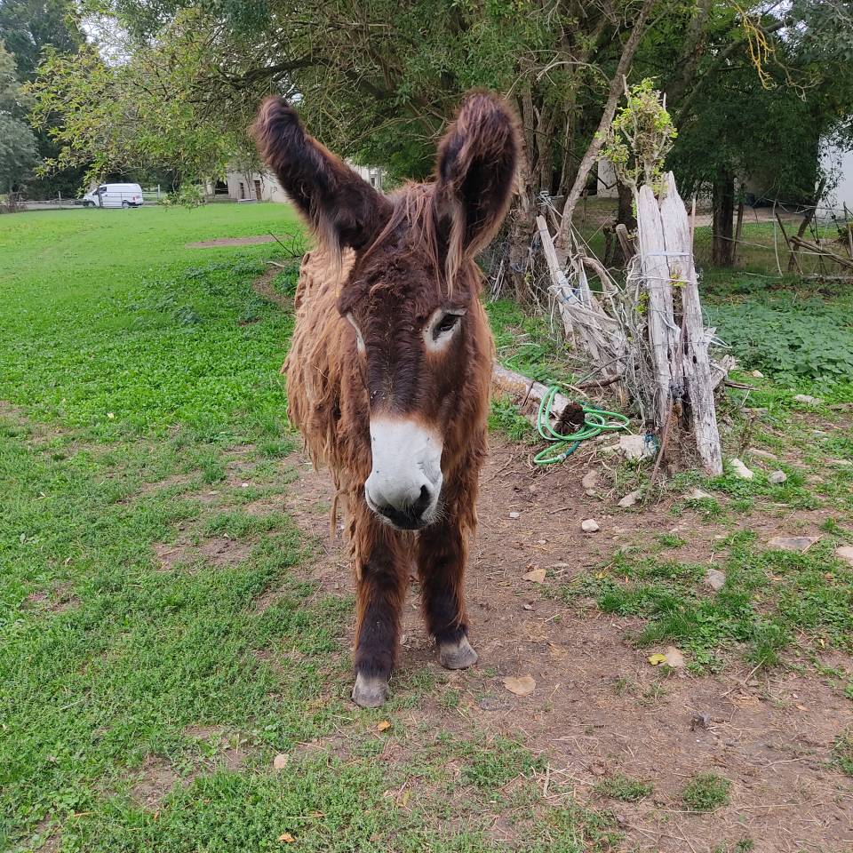 &Acirc;nesse baudet du Poitou livreA