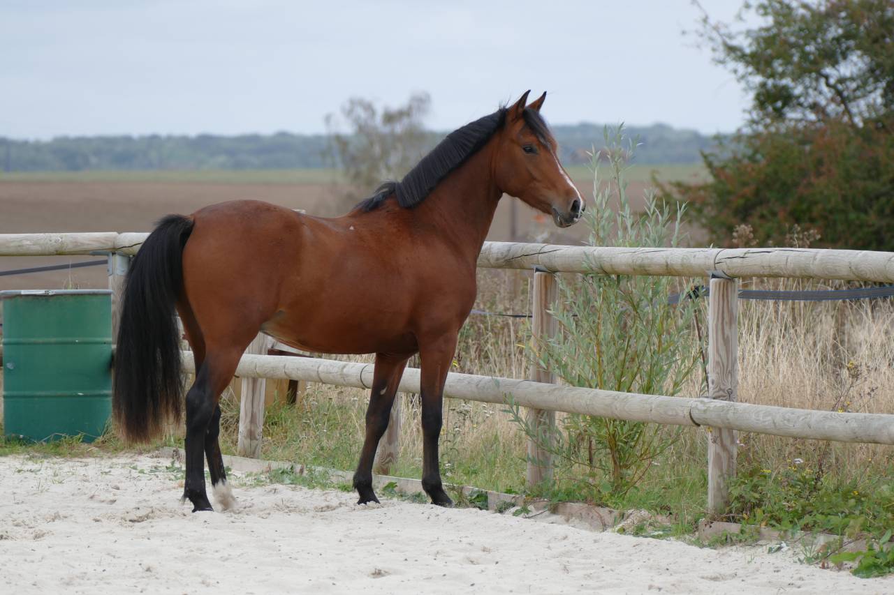 Poney de sport Origines dressage