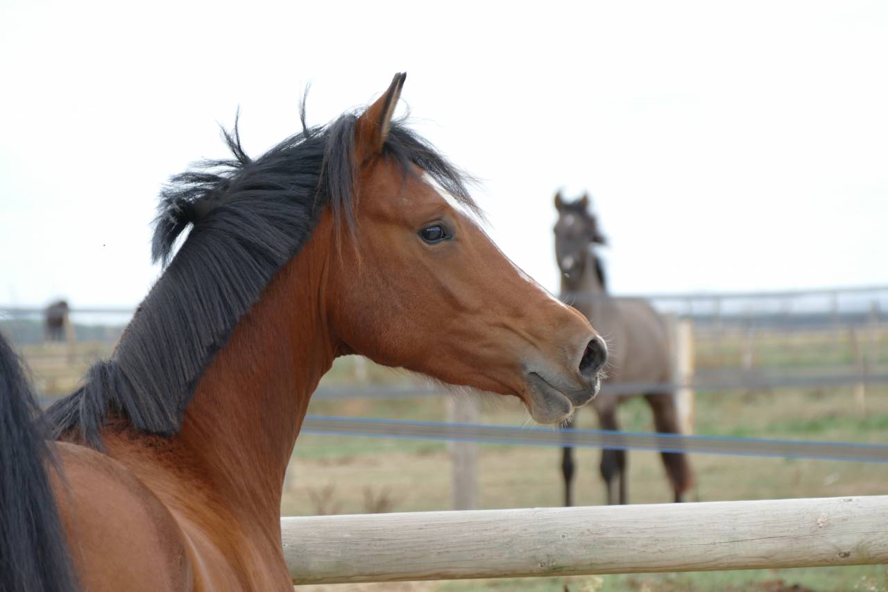 Poney de sport Origines dressage