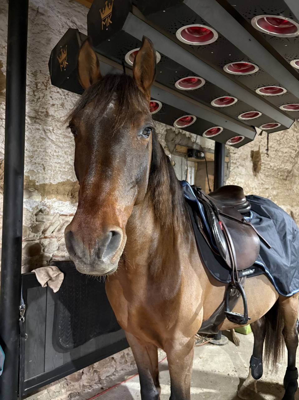 Cheval PRE PP