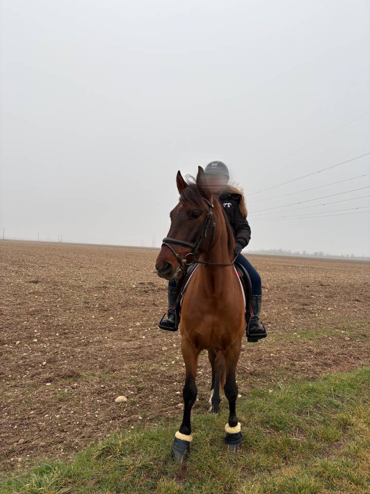 Cheval PRE PP