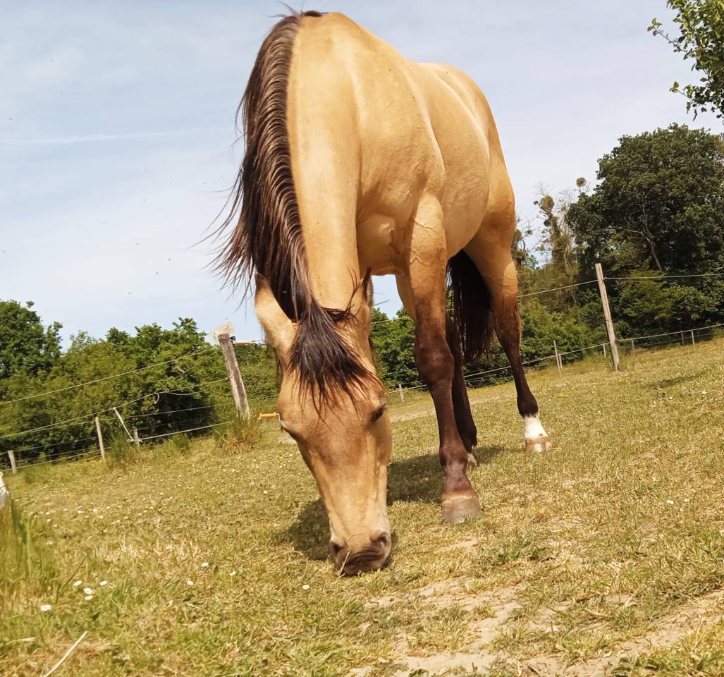 Jument quarter horses &agrave; vendre 