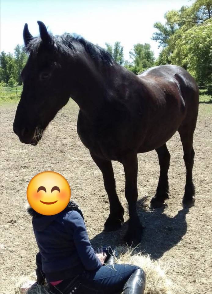 Hongre frison Pure Race 17 ans