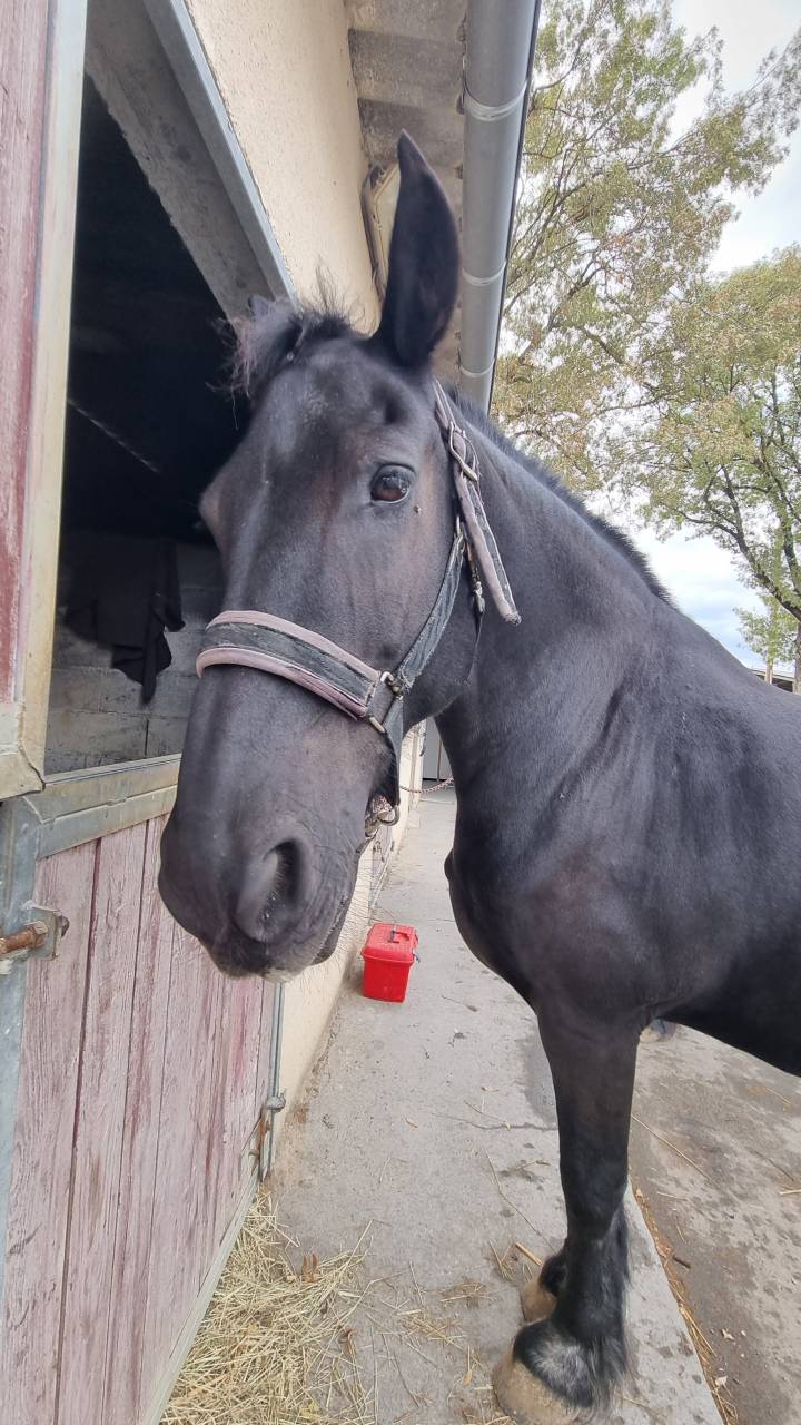 Hongre frison Pure Race 17 ans