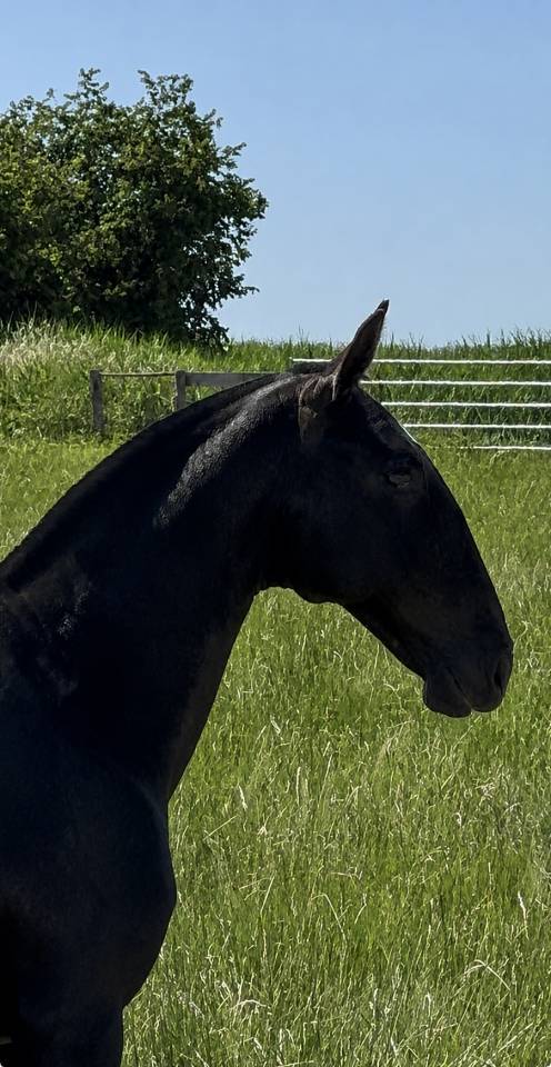 Pouliche &mdash; lusitano 