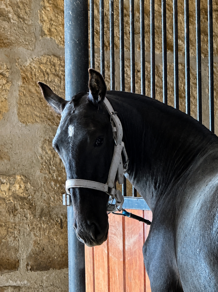 Pouliche &mdash; lusitano 