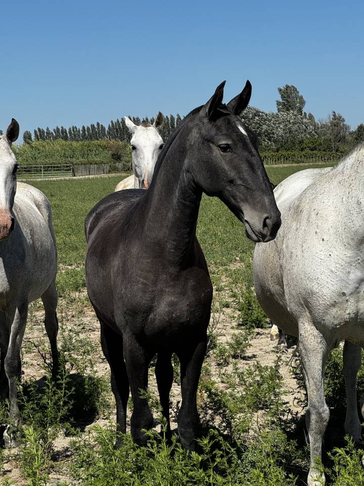 Pouliche &mdash; lusitano 