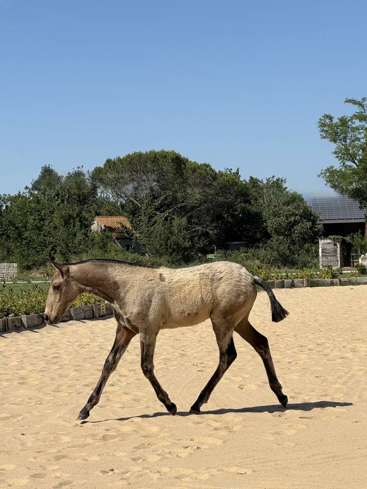 Pouliche &mdash; lusitano 