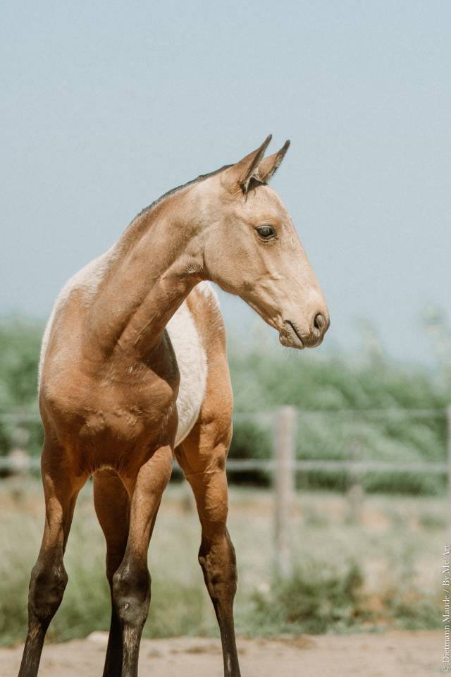 Pouliche &mdash; lusitano 