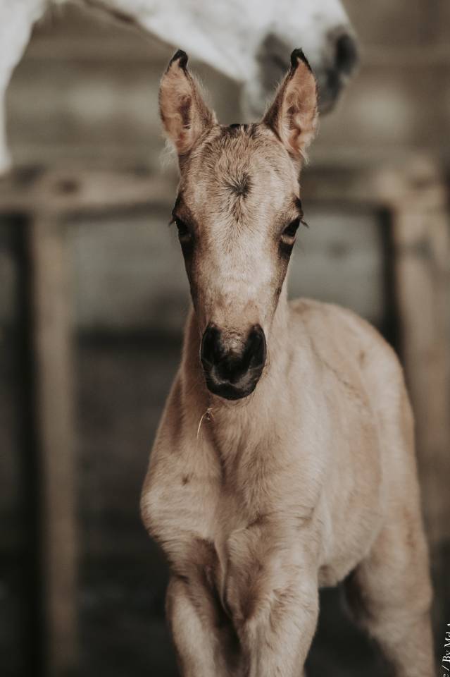 Pouliche &mdash; lusitano 