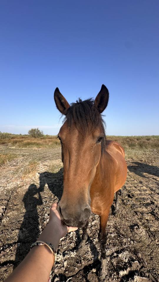  &Agrave; VENDRE &ndash; BONECA, PONETTE DE 4 ANS &ndash; 2 500 &euro;