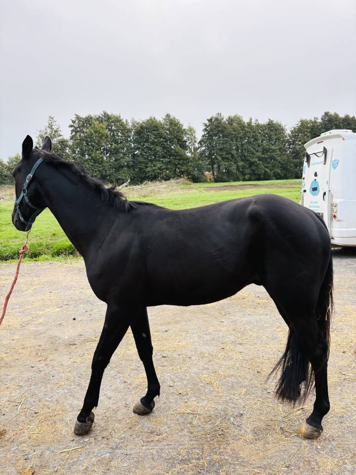 Vend cheval de course 