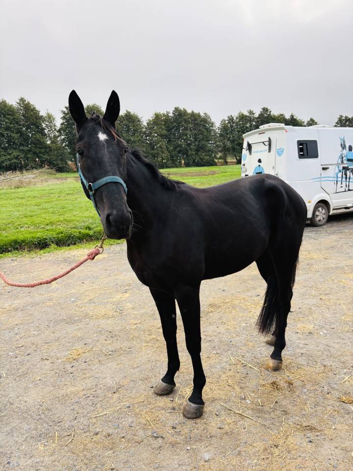 Vend cheval de course 