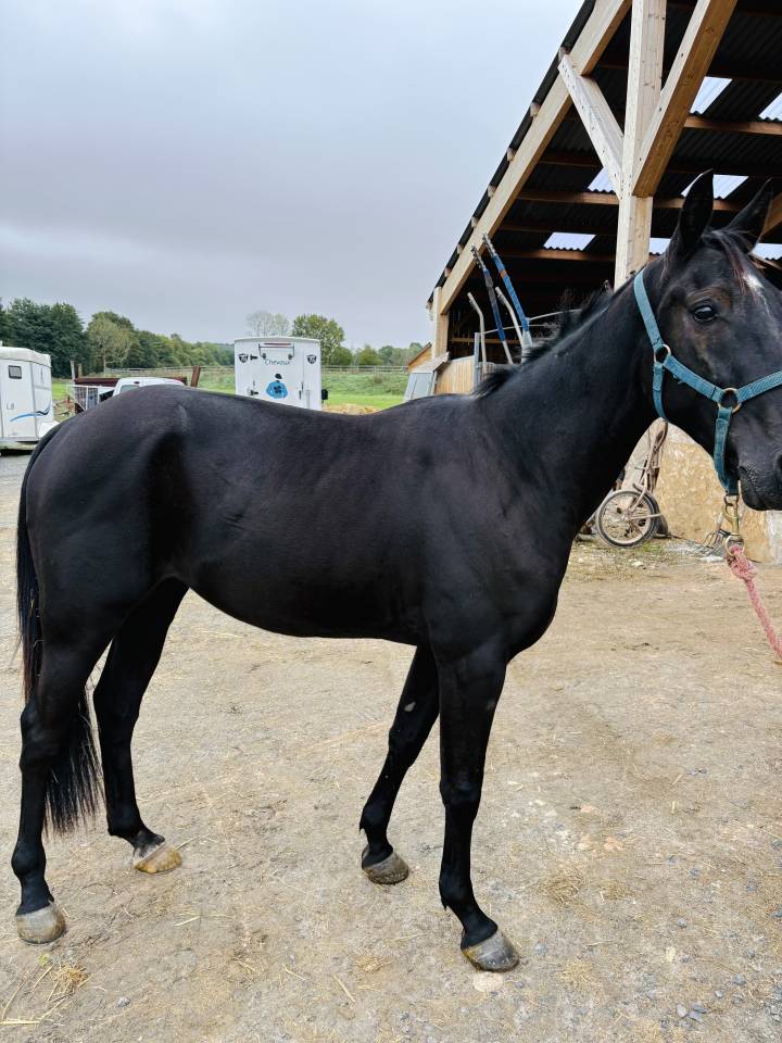 Vend cheval de course 