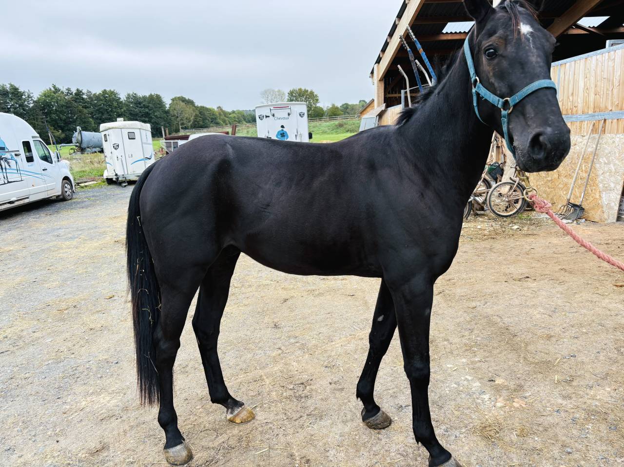 Vend cheval de course 