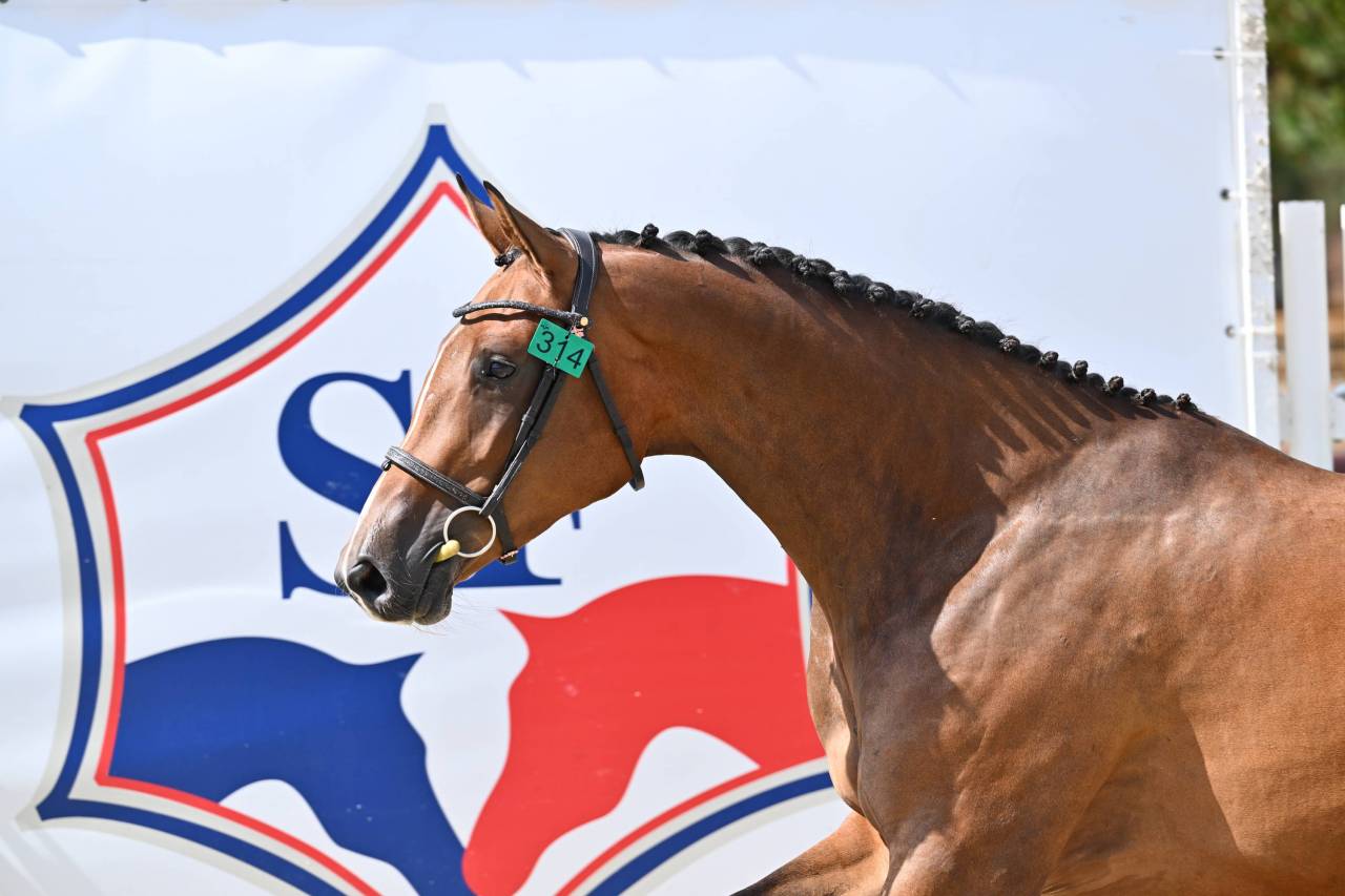 jument 5eme des championnat france femelle