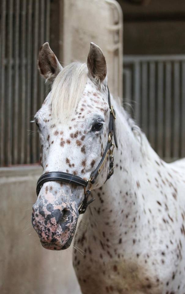 Poney D &agrave; vendre 