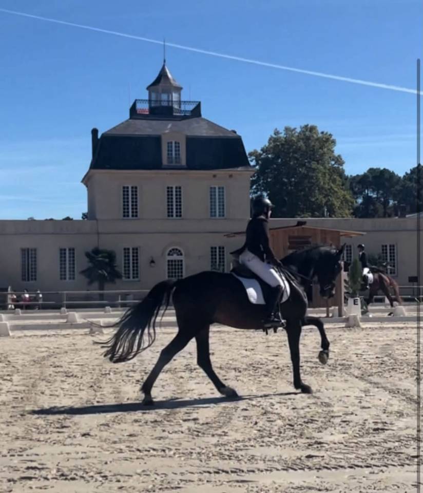  Dexter de Saint Val -Selle Fran&ccedil;ais - 13 ans
