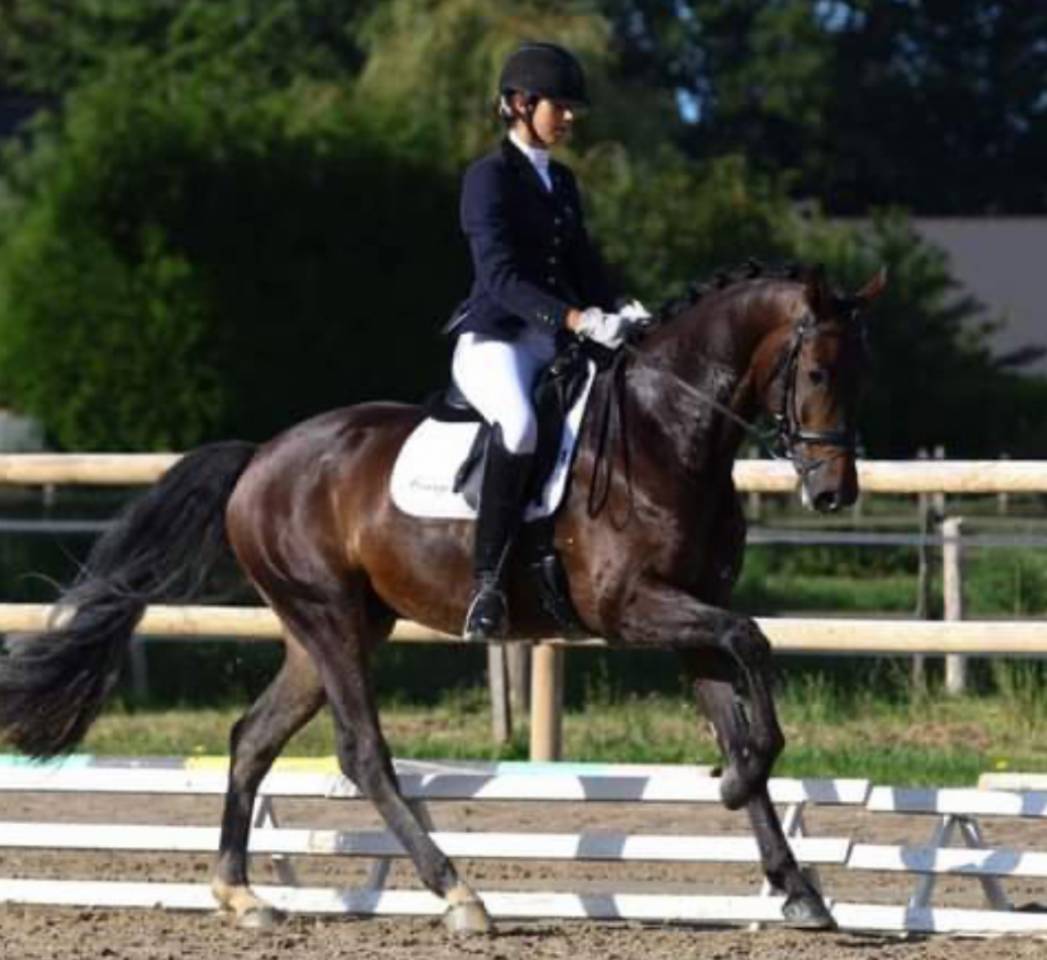  Dexter de Saint Val -Selle Fran&ccedil;ais - 13 ans