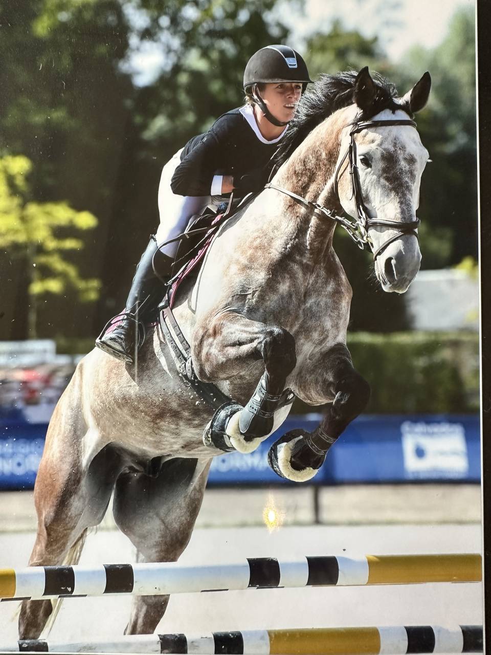 VENDS CHEVAL D'ECOLE KWPN 11 ANS 