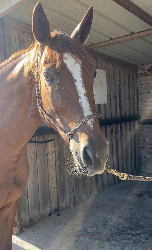 Jument CSO 7 ans par FLEXIBLE (CSI 5*)