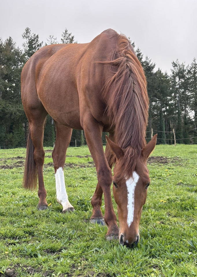 Jument CSO 7 ans par FLEXIBLE (CSI 5*)