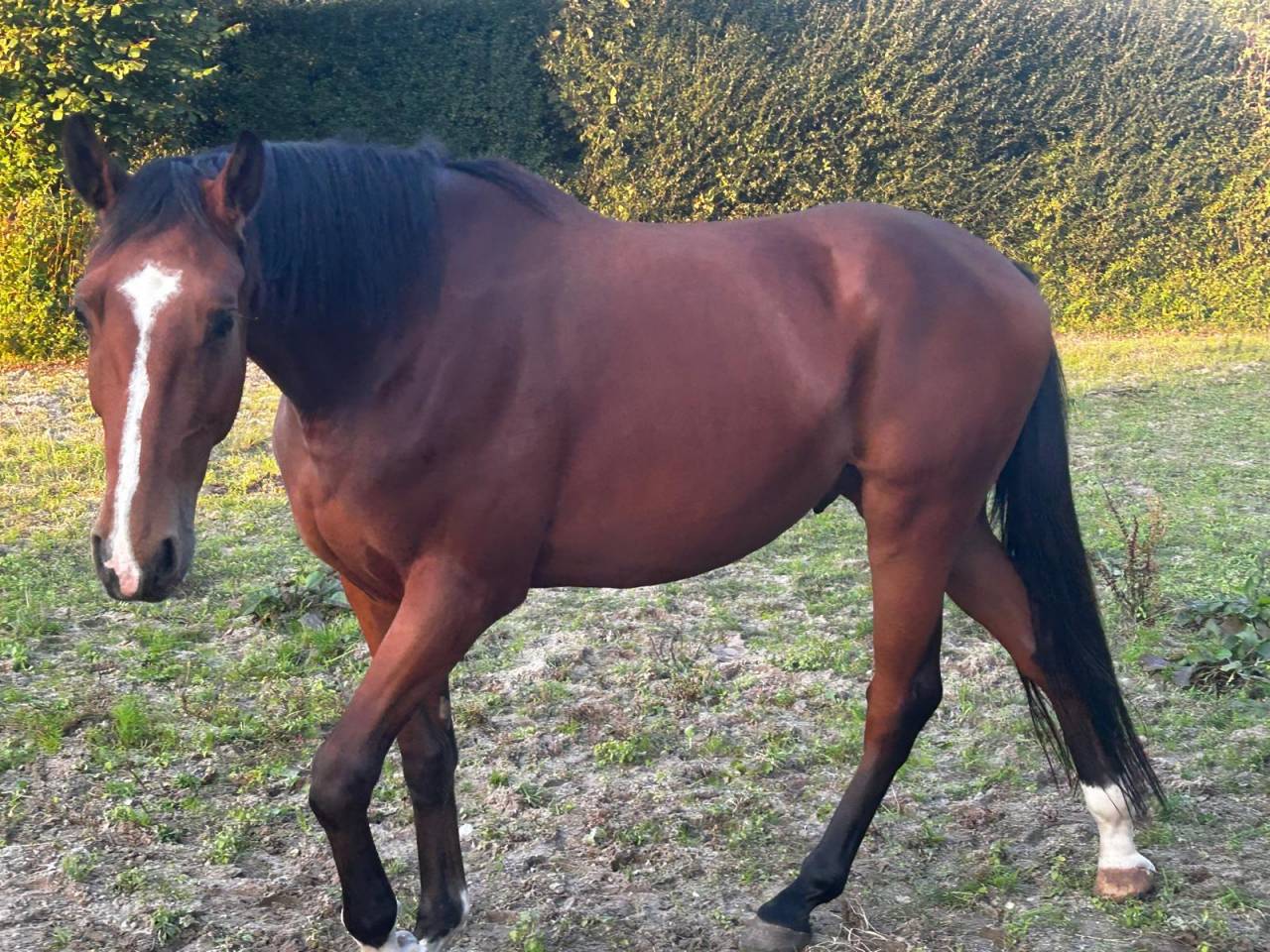 Hongre selle fran&ccedil;ais, 3 ans / d&eacute;bourr&eacute;
