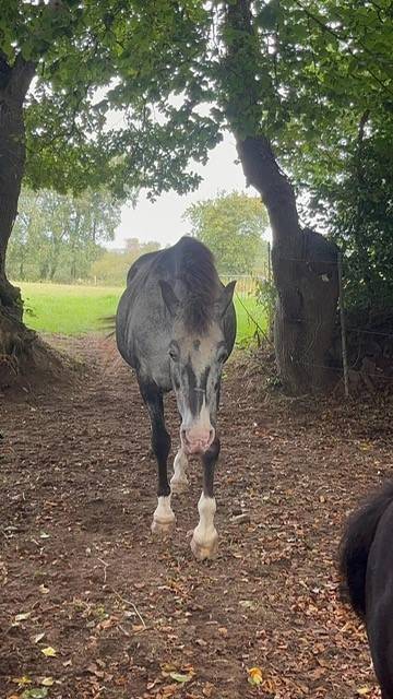 Snoopy, mini-Shetland de 20 ans et Voltige 17 ans