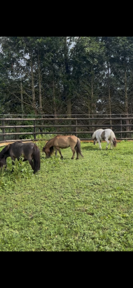 Plusieurs poneys miniatures