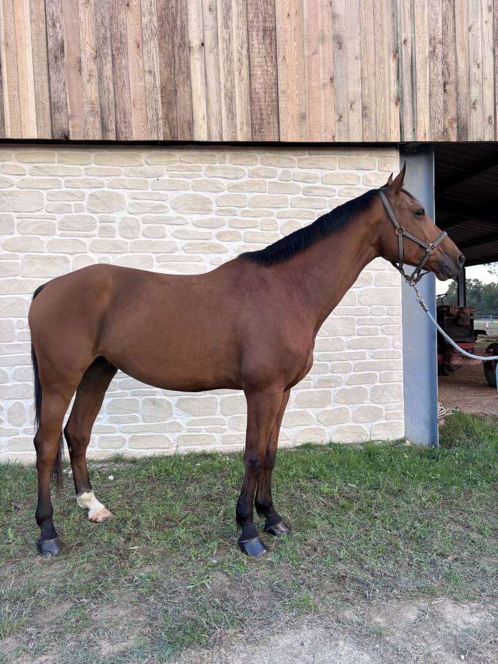  **&Agrave; VENDRE &ndash; Hongre Selle Fran&ccedil;ais de 6 ans 