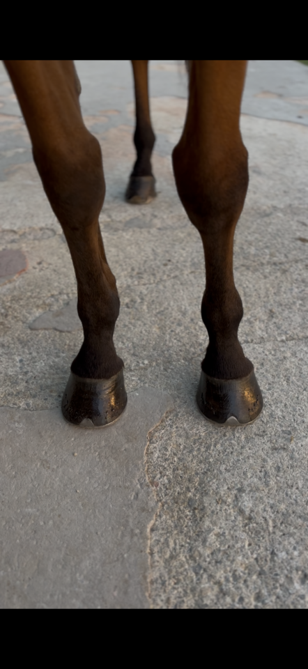  **&Agrave; VENDRE &ndash; Hongre Selle Fran&ccedil;ais de 6 ans 