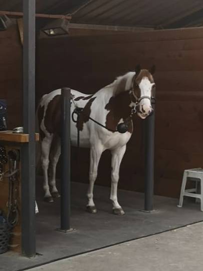 Poney de CSO 9 ans