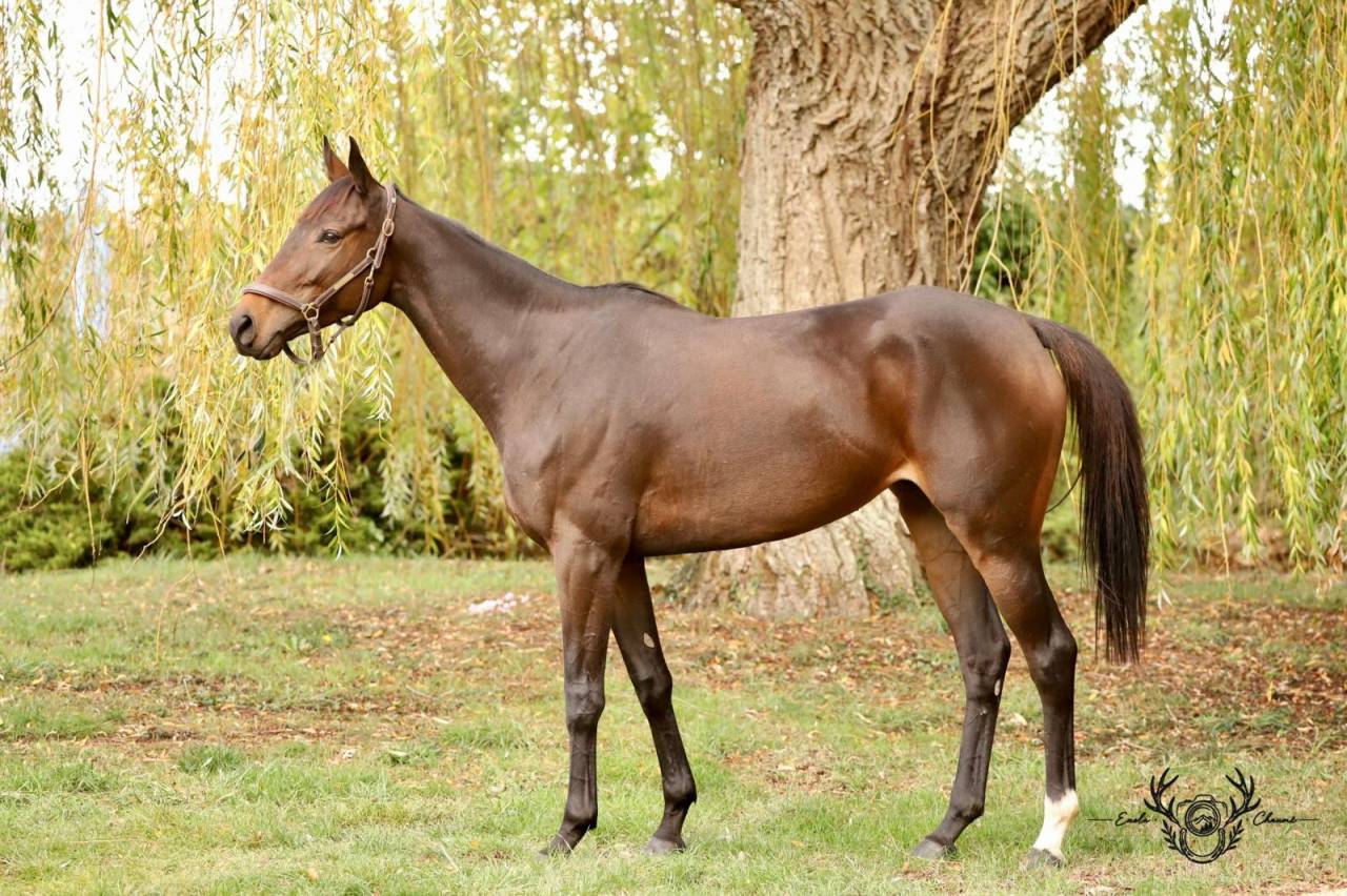 Plusieurs chevaux r&eacute;form&eacute;s &agrave; vendre 