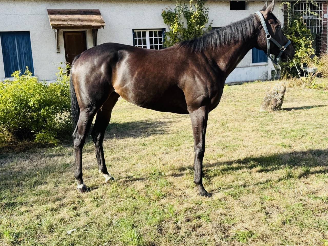 Plusieurs chevaux r&eacute;form&eacute;s &agrave; vendre 
