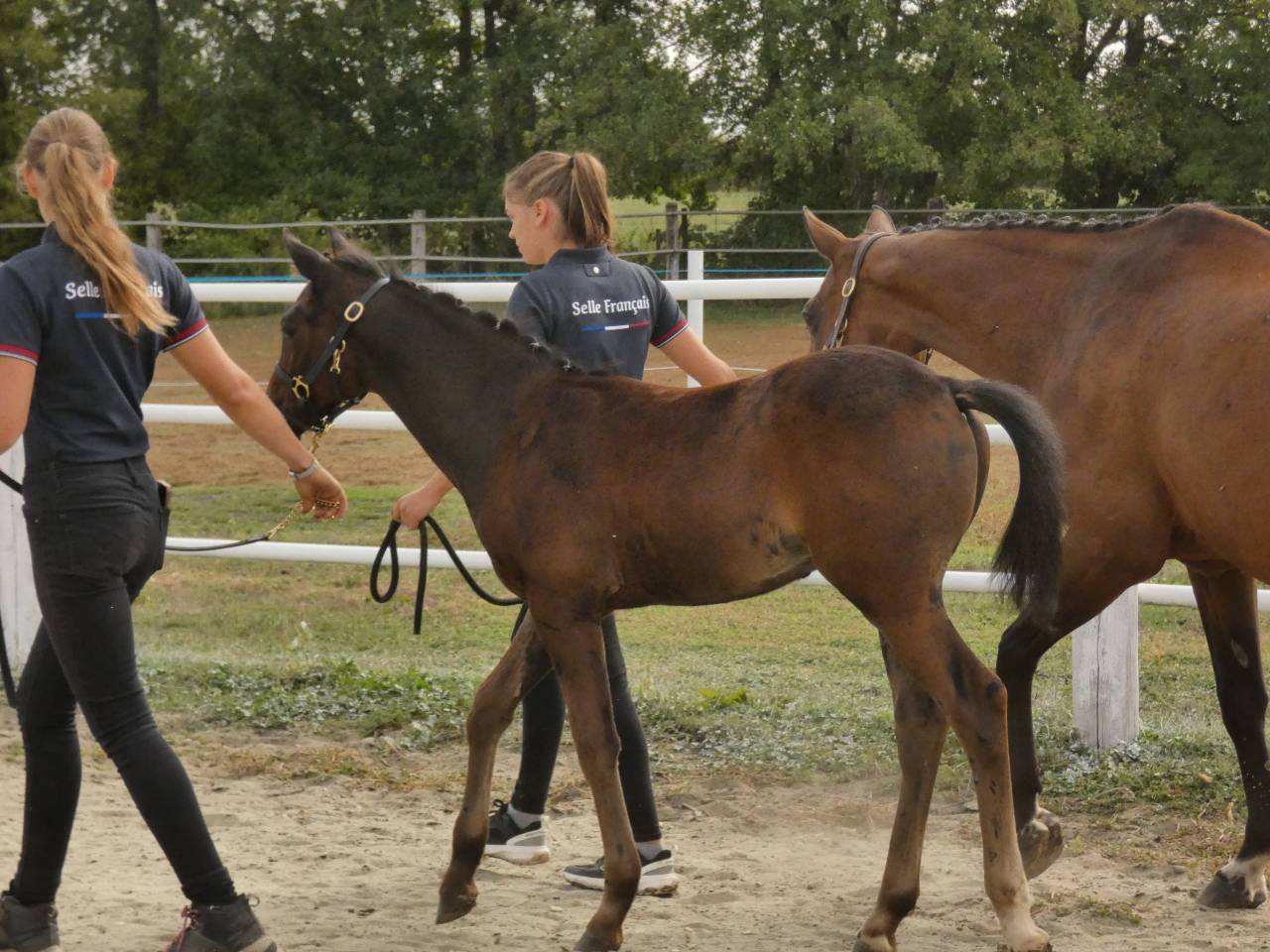 Poney Welsh Part-Bred 