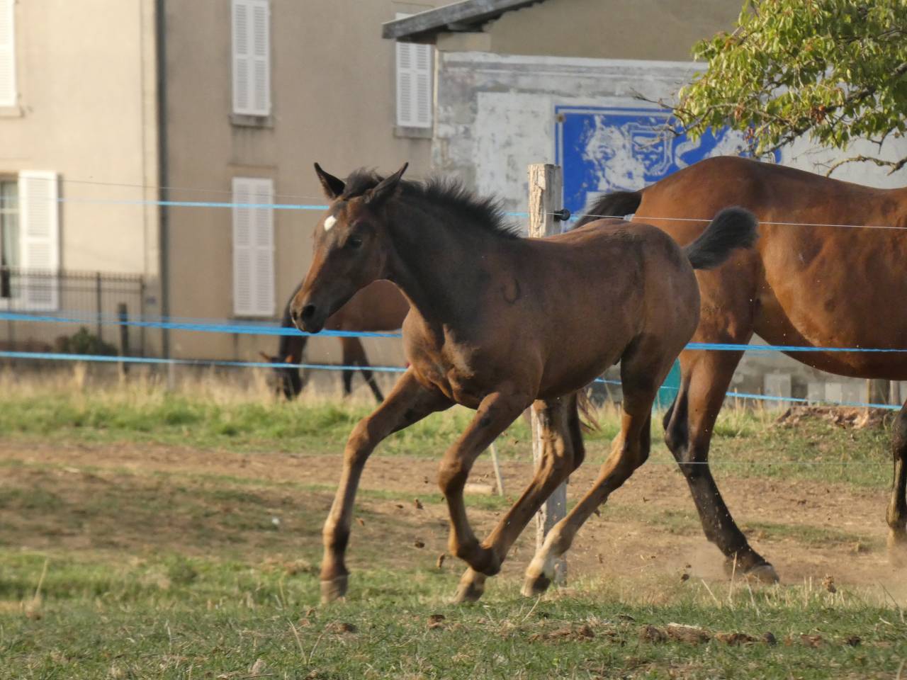 Poney Welsh Part-Bred 