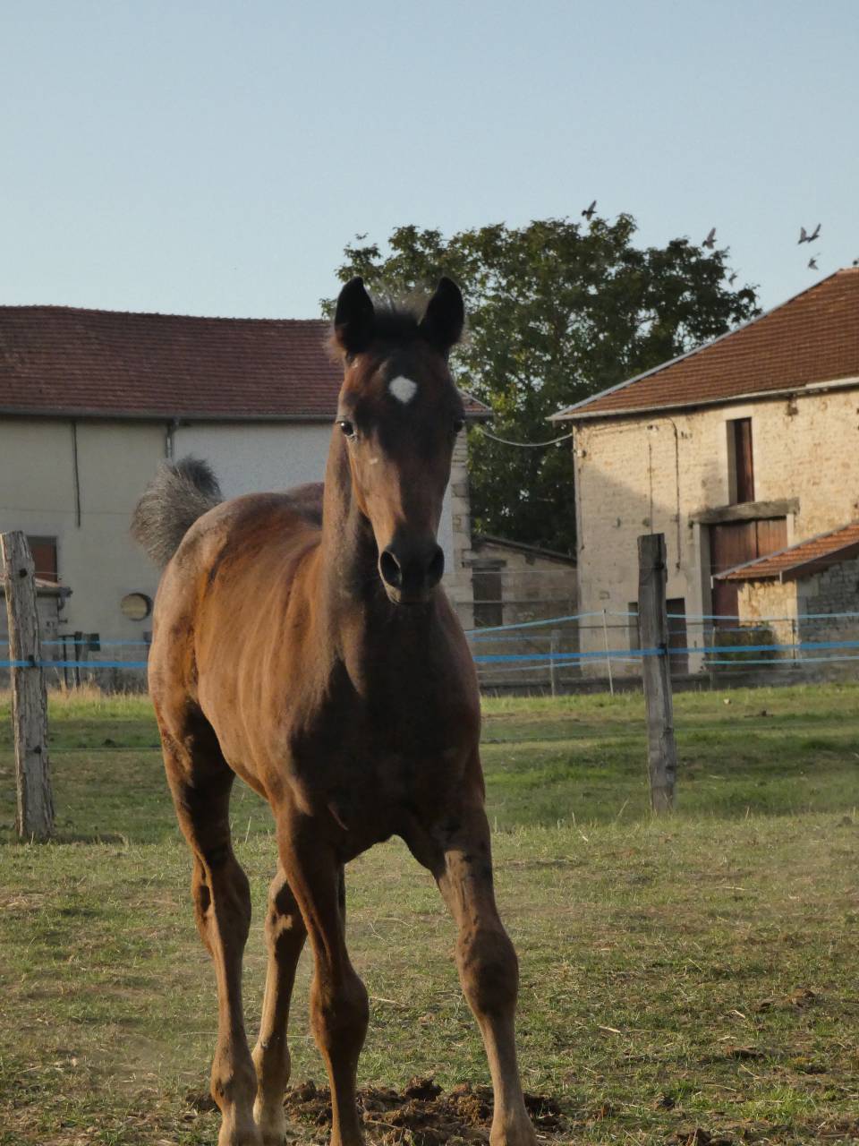 Poney Welsh Part-Bred 