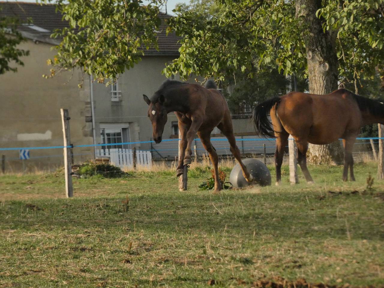 Poney Welsh Part-Bred 