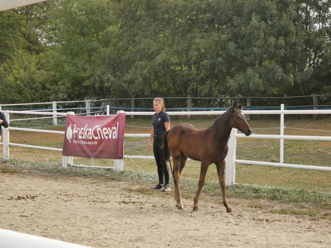 Poney Welsh Part-Bred 