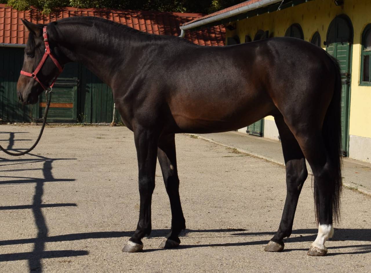 3 years old Stallion by Zinelord VDL x Kannan
