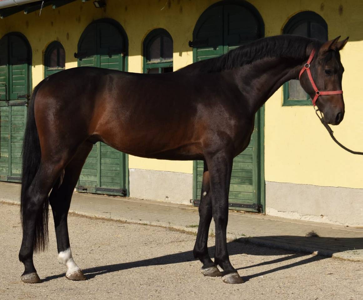 3 years old Stallion by Zinelord VDL x Kannan
