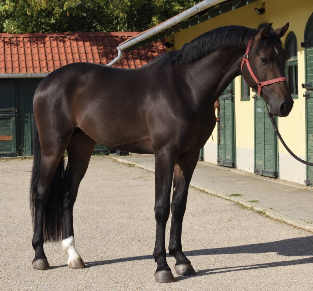 3 years old Stallion by Zinelord VDL x Kannan